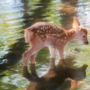 bard-of-thylea avatar