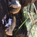 bards-last-song avatar