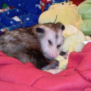 barebonedpossum avatar