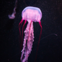 bareexistence avatar