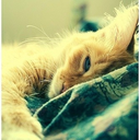 barefootintherabbithole avatar