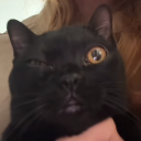 barelyswiftwerewolf avatar