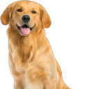 barkbarkvnbarkenstein avatar