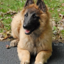 barkbarkyapyap avatar