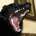 barkbitebarkback avatar