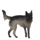 barkingwolfdog avatar