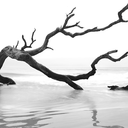 barkinhisblood avatar