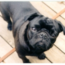 baronvonpug avatar