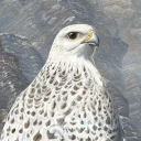 barry-kent-mackay avatar