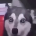 basedment-dweller avatar