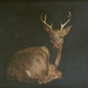 bashfulfairyy avatar