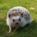 bashfultenrec avatar