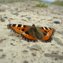 basicallyabadperson avatar