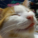 basicallyacommonkat avatar