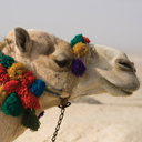 basicallyegypt avatar