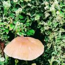 basicsoulunit avatar