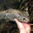 basils-corner avatar