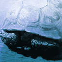 bass-the-turtle avatar