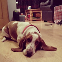 basset-hound-world avatar