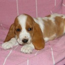 bassethoundlove avatar