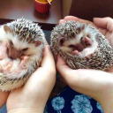 bastard-onthe-daily avatar