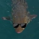 bastardizedmilk avatar