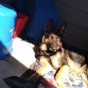 bastardsinclair avatar