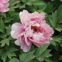 basterdnumber2 avatar