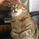 bastianoverkill avatar