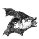 bat-poet avatar