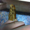 bat-to-da-robs avatar