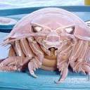 bathynomus-giganteus avatar