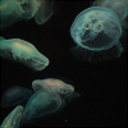 bathysbeckons avatar