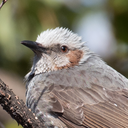 batistuta0511 avatar