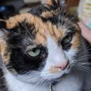 batleth-brigade avatar