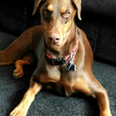 batmansgirl96 avatar