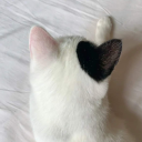 batrachotoxinn avatar