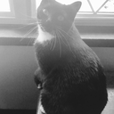 battery-city-bitch avatar