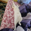 battlebabebeulah avatar