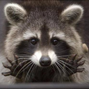 battlekittyworld avatar