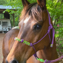 baystardadventures avatar