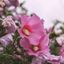 bazarpoetique avatar