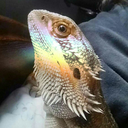 bazthebeardie avatar