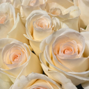 bbangel-things avatar