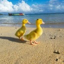 bbbb-bbii-blog avatar