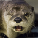 bbcsherlockotters-blog-blog avatar