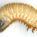 bblooplop-blog avatar