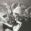 bbybottlepopdust avatar