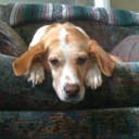 beagleandbear avatar