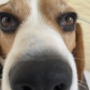 beaglebalder avatar
